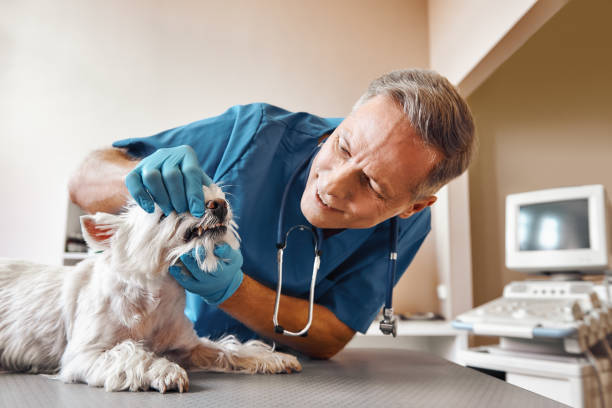 Best Same-Day Emergency Dental Services in Naples Park, FL